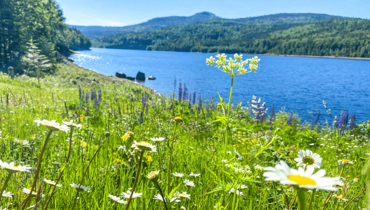 Bild Aktiv im Sommer im Glashotel
